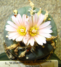 L.Williamsii var. grandiflora from Selektion